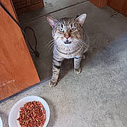 Africa joined the competition — help win amazing prizes! animal, bowl, cardboard_box, cat, cat_food, close_up, concrete, curious, domestic_cat, feline, floor, food, green_eyes, indoor, looking_up, meal, pet, tabby_cat, whiskers, wooden_furniture