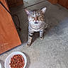 animal, bowl, cardboard_box, cat, cat_food, close_up, concrete, curious, domestic_cat, feline, floor, food, green_eyes, indoor, looking_up, meal, pet, tabby_cat, whiskers, wooden_furniture