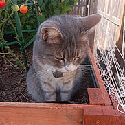 Pyia is registered to the contest to win money with this photo: animal, cat, closed_eyes, fence, garden, gray_cat, greenery, nature, netting, outdoor, peaceful, pet, plant, soil, sunlight, tabby, tomato_plant, tomatoes, whiskers, wooden_bed