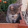 animal, cat, closed_eyes, fence, garden, gray_cat, greenery, nature, netting, outdoor, peaceful, pet, plant, soil, sunlight, tabby, tomato_plant, tomatoes, whiskers, wooden_bed