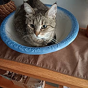 Peewee is registered to the contest to win money with this photo: cat, tabby_cat, bowl, table, wooden_table, indoor, domestic_cat, pet, feline, curious, resting, decorative, blue_bowl, white_bowl, collar, whiskers, ears, fur, face, eyes