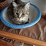 blue_bowl, bowl, cat, collar, curious, decorative, domestic_cat, ears, eyes, face, feline, fur, indoor, pet, resting, tabby_cat, table, whiskers, white_bowl, wooden_table