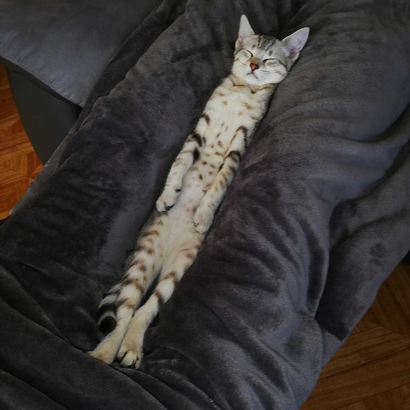 Moumoune a rejoint le concours — aidez-le/la à gagner de superbes lots ! animal, blanket, cat, cozy, cute, domestic_cat, feline, floor, fur, gray, indoor, kitten, pet, plush, relaxed, resting, sleeping, spotted, stretched_out, wooden_floor
