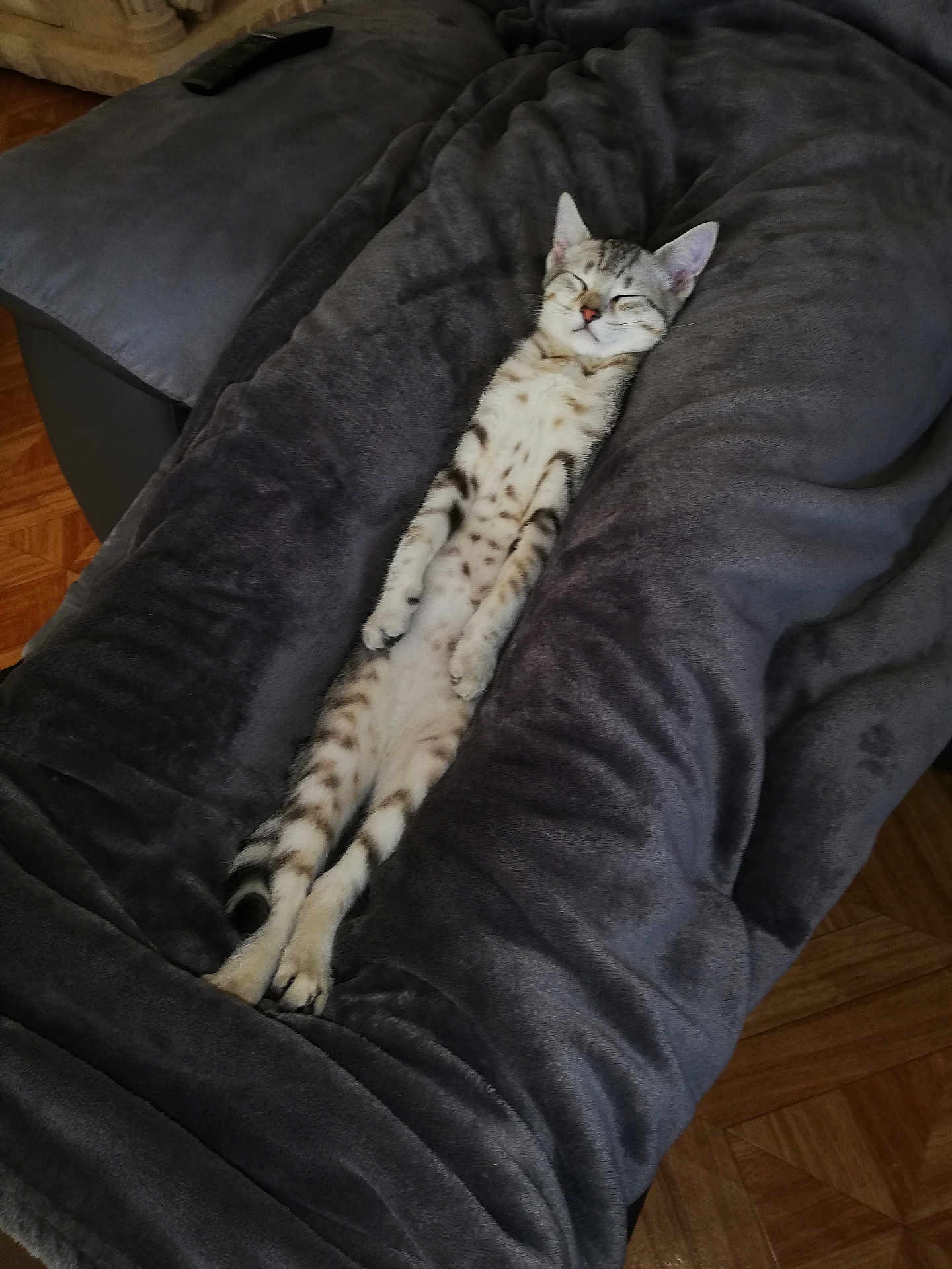 Moumoune a rejoint le concours — aidez-le/la à gagner de superbes lots ! cat, kitten, sleeping, relaxed, stretched_out, spotted, feline, pet, cozy, blanket, gray, plush, indoor, floor, wooden_floor, cute, animal, resting, domestic_cat, fur