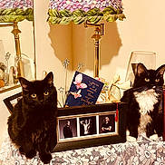 Sophie And Sassy joined the competition — help win amazing prizes! animal, black_cat, butterfly_card, cat, cozy, decor, feline, figurine, indoor, lace, lamp, ornament, pet, photo_frame, portrait, reflection, still_life, table, tuxedo_cat, warm_lighting