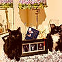 animal, black_cat, butterfly_card, cat, cozy, decor, feline, figurine, indoor, lace, lamp, ornament, pet, photo_frame, portrait, reflection, still_life, table, tuxedo_cat, warm_lighting