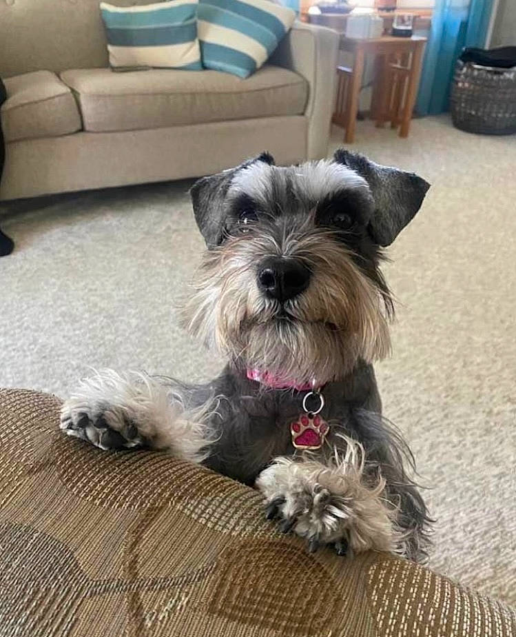 Charli joined the competition — help win amazing prizes! canidae, carnivore, collar, companion_dog, couch, dog, dog_breed, dog_collar, dog_supply, flooring, fur, hardwood, liver, small_terrier, snout, sporting_group, terrier, toy_dog, water_dog, working_animal