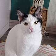 Chipie a rejoint le concours — aidez-le/la à gagner de superbes lots ! cat, black_and_white, sitting, cushion, indoor, pet, feline, curious, cozy, home, floor, wicker_basket, decor, animal, whiskers, ears, tail, looking_at_camera, domestic_cat, relaxed