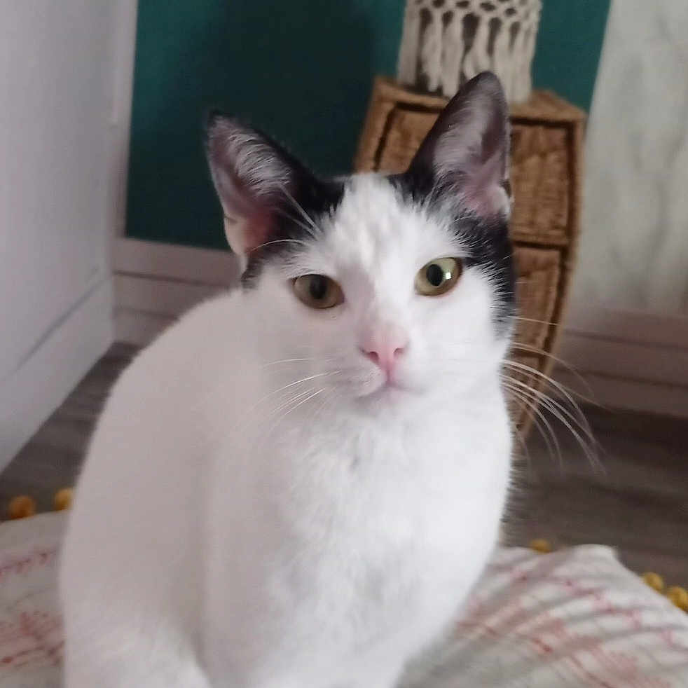 Chipie a rejoint le concours — aidez-le/la à gagner de superbes lots ! cat, black_and_white, sitting, cushion, indoor, pet, feline, curious, cozy, home, floor, wicker_basket, decor, animal, whiskers, ears, tail, looking_at_camera, domestic_cat, relaxed