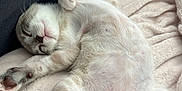 Astérix a rejoint le concours — aidez-le/la à gagner de superbes lots ! cat, sleeping, fluffy, relaxed, blanket, indoor, pet, fur, paw, tail, cozy, cute, animal, mammal, whiskers, resting, soft, comfort, domestic, lying_down