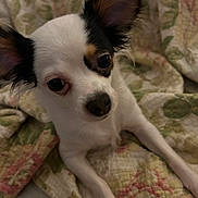 Koko is registered to the contest to win money with this photo: dog, chihuahua, pet, animal, ears, eyes, face, fur, white, black, brown, quilt, blanket, floral, pattern, indoor, closeup, cute, small, resting