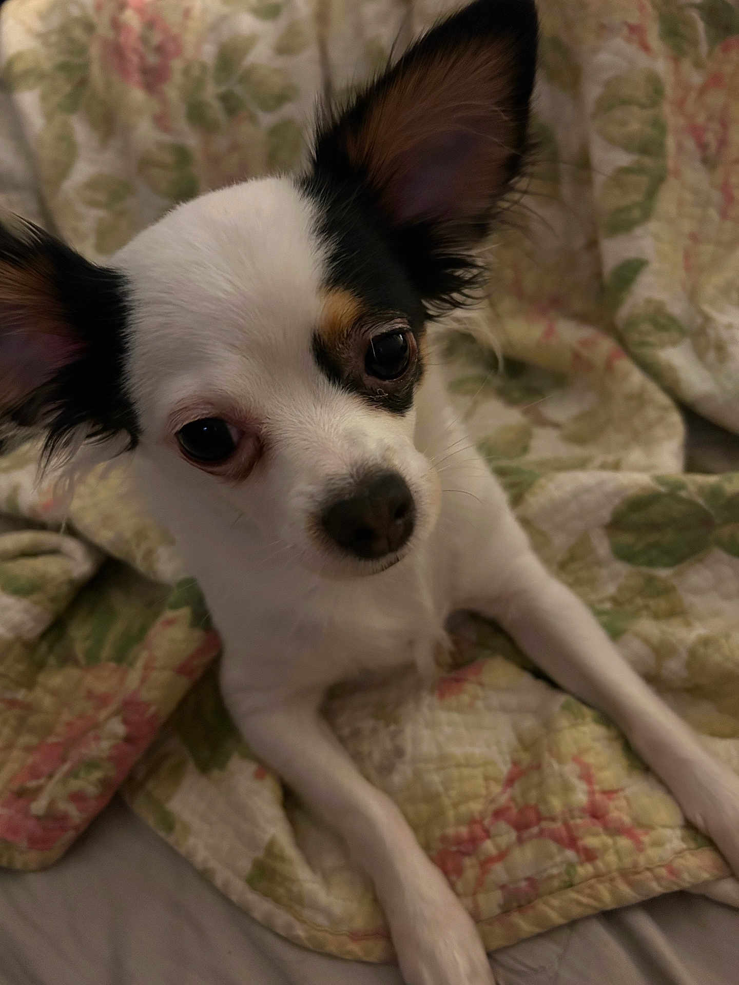 Koko is registered to the contest to win money with this photo: dog, chihuahua, pet, animal, ears, eyes, face, fur, white, black, brown, quilt, blanket, floral, pattern, indoor, closeup, cute, small, resting