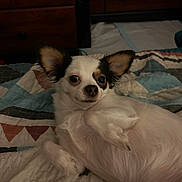 Koko is registered to the contest to win money with this photo: animal, bed, black_fur, canine, chihuahua, cozy, cute, dog, ears, face, fur, indoor, looking_at_camera, lying_down, pet, quilt, relaxed, resting, small_dog, white_fur