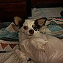 animal, bed, black_fur, canine, chihuahua, cozy, cute, dog, ears, face, fur, indoor, looking_at_camera, lying_down, pet, quilt, relaxed, resting, small_dog, white_fur