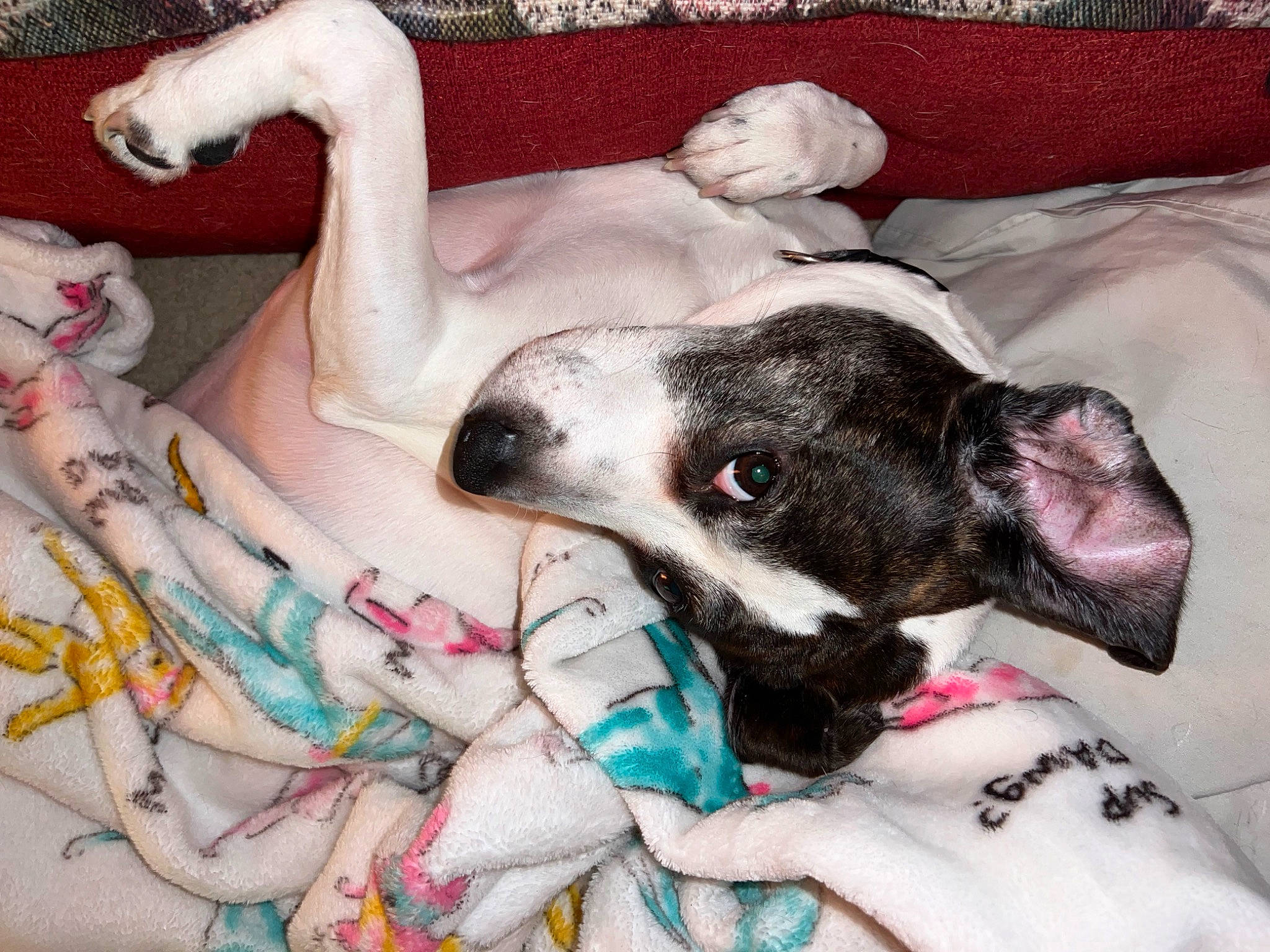 Bronson is registered to the contest to win money with this photo: canidae, carnivore, chest, comfort, companion_dog, couch, dog, dog_breed, fawn, fur, linens, pattern, paw, sighthound, snout, sporting_group, tail, toy_dog, whiskers, working_animal