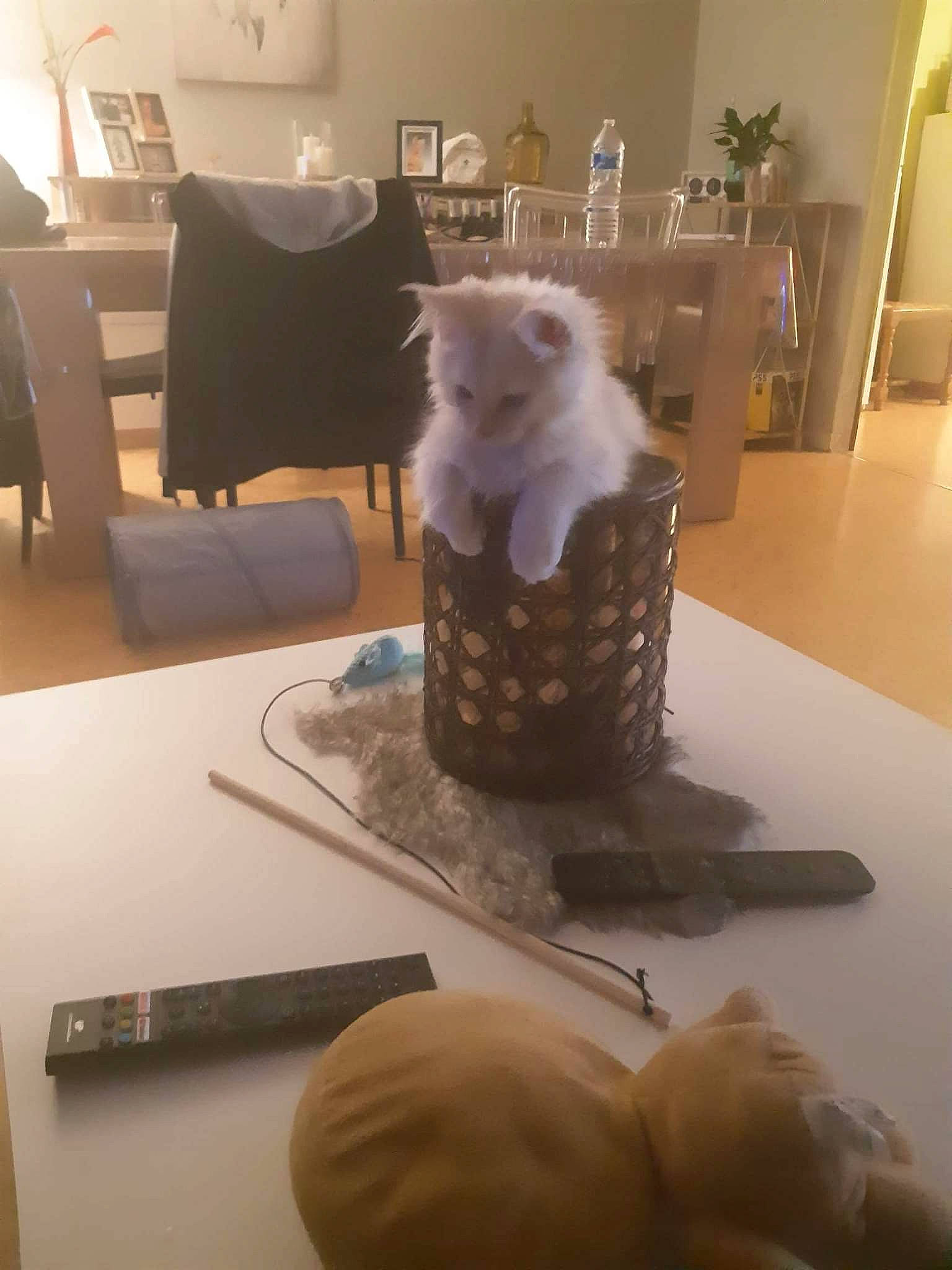 Skittles a rejoint le concours — aidez-le/la à gagner de superbes lots ! art, chair, comfort, companion_dog, fawn, felidae, floor, flooring, furniture, grey, hardwood, interior_design, mammal, room, small_to_medium_sized_cats, table, tail, textile, whiskers, wood