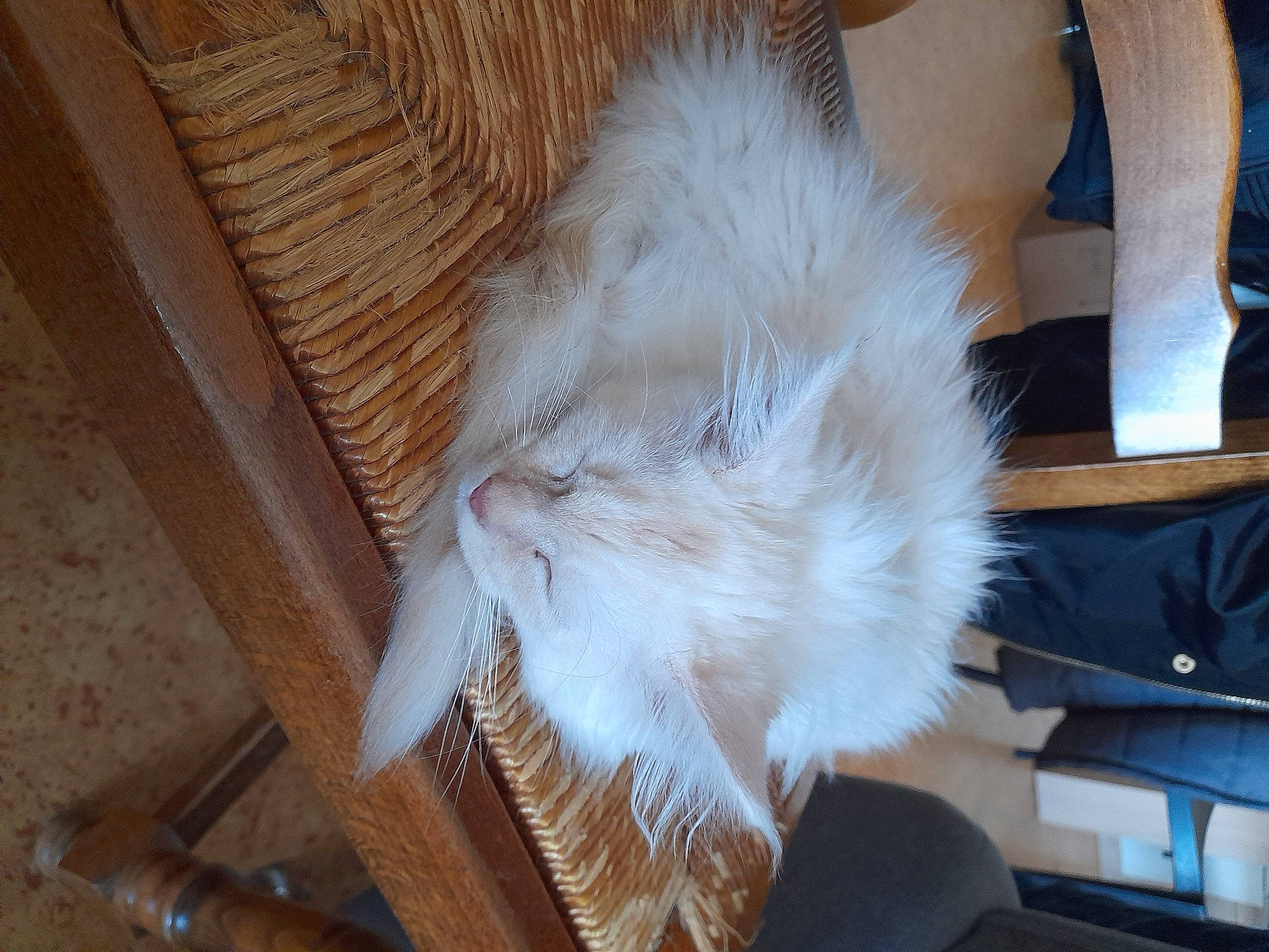 Skittles a rejoint le concours — aidez-le/la à gagner de superbes lots ! carnivore, cat, chair, claw, comfort, companion_dog, fashion_accessory, fawn, feather, felidae, flooring, fur, hardwood, paw, room, small_to_medium_sized_cats, tail, whiskers, wood, wool