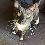 Nikolas joined the competition — help win amazing prizes! cat, tuxedo_cat, yellow_eyes, whiskers, pet, indoor, feline, curious, looking_up, black_and_white, animal, domestic_cat, soft_light, close_up, fur, paws, bed, blanket, whiskers_long, alert