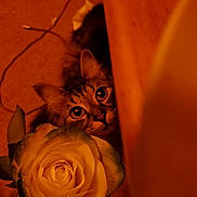 Moostachemo joined the competition — help win amazing prizes! cat, flower, rose, wood, curious, indoor, pet, closeup, orange_light, feline, plant, nature, animal, background, floor, leaf, head, eye, whiskers, soft_light