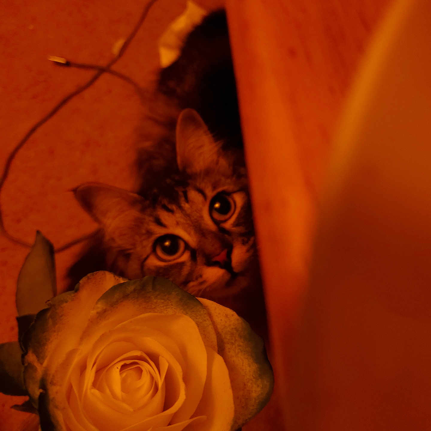 Moostachemo joined the competition — help win amazing prizes! animal, background, cat, closeup, curious, eye, feline, floor, flower, head, indoor, leaf, nature, orange_light, pet, plant, rose, soft_light, whiskers, wood