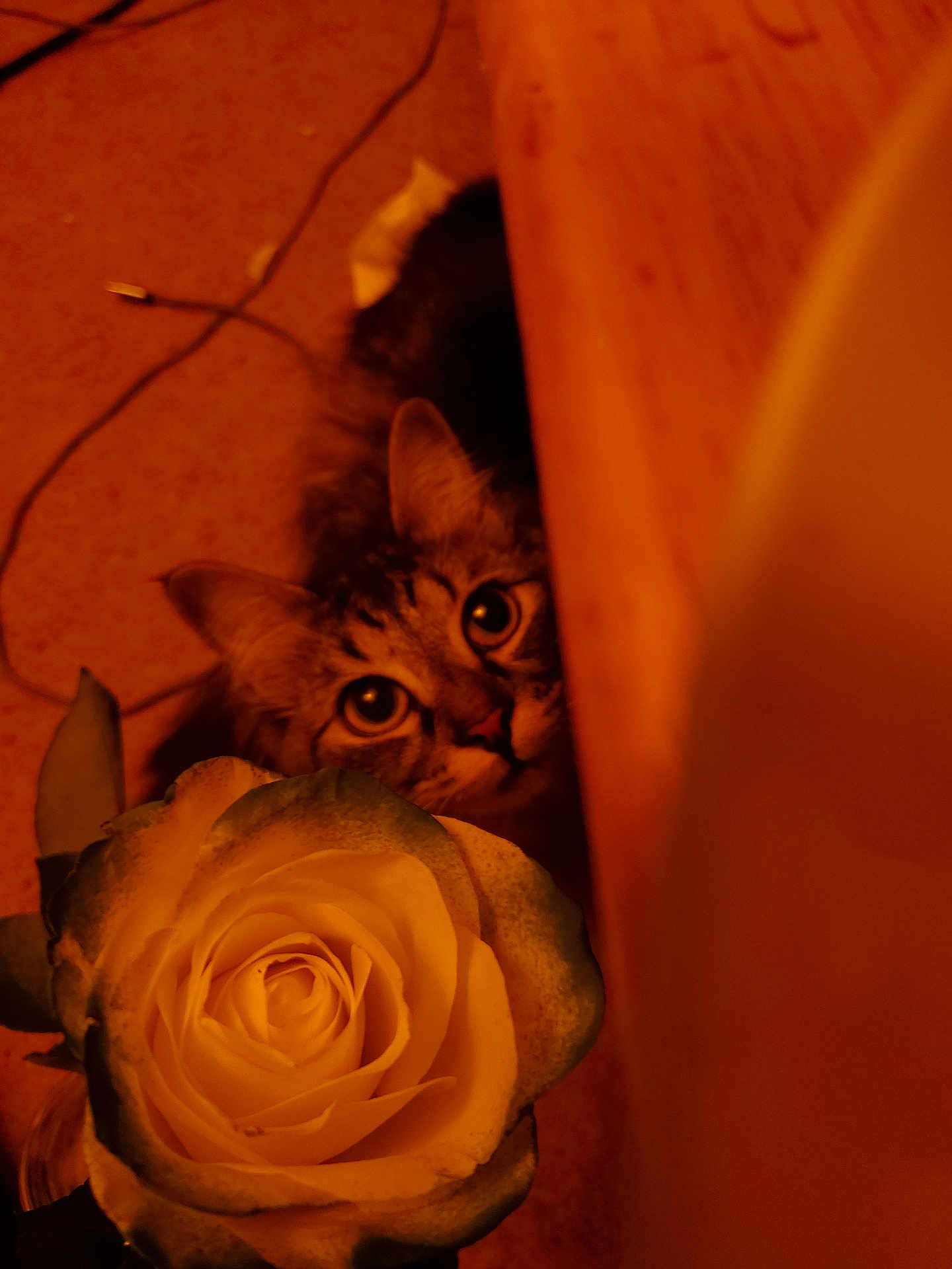 Moostachemo joined the competition — help win amazing prizes! cat, flower, rose, wood, curious, indoor, pet, closeup, orange_light, feline, plant, nature, animal, background, floor, leaf, head, eye, whiskers, soft_light