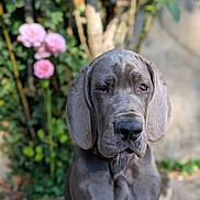 Brooklin a rejoint le concours — aidez-le/la à gagner de superbes lots ! dog, great_dane, puppy, gray, pet, animal, outdoor, garden, flowers, pink_flowers, plants, nature, portrait, canine, young_dog, close_up, furry, ears, collar, background_blur