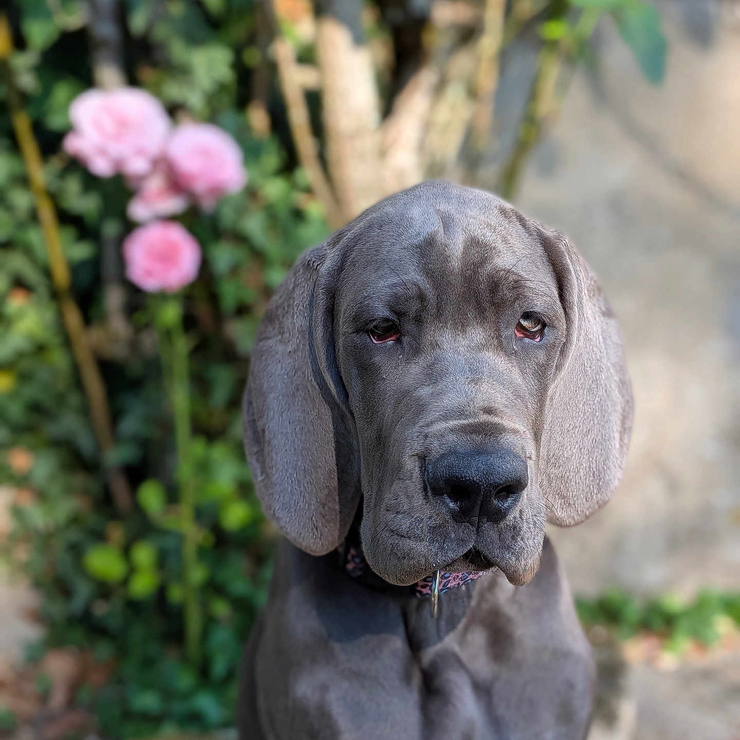 Brooklin a rejoint le concours — aidez-le/la à gagner de superbes lots ! dog, great_dane, puppy, gray, pet, animal, outdoor, garden, flowers, pink_flowers, plants, nature, portrait, canine, young_dog, close_up, furry, ears, collar, background_blur