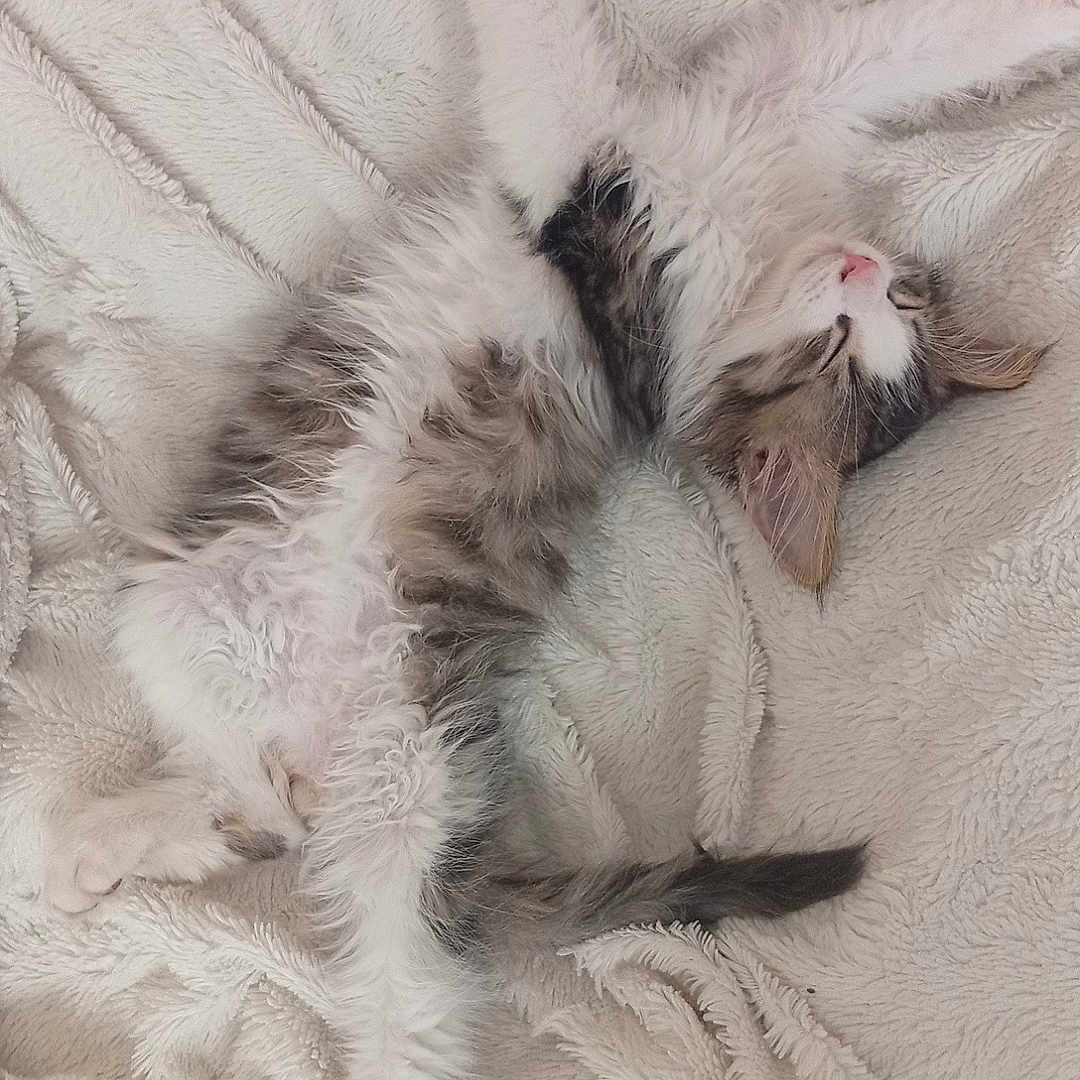 Pixel