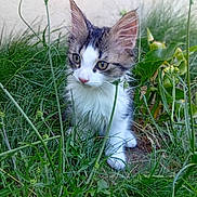 Pixel participe au concours pour gagner de l'argent avec cette photo : kitten, cat, grass, outdoor, greenery, young_animal, pet, nature, curious, ears, whiskers, feline, small, eyes, adorable, fur, animal, plant, garden, cute