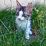 kitten, cat, grass, outdoor, greenery, young_animal, pet, nature, curious, ears, whiskers, feline, small, eyes, adorable, fur, animal, plant, garden, cute