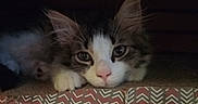 Pixel a rejoint le concours — aidez-le/la à gagner de superbes lots ! cat, kitten, pet, animal, cute, feline, whiskers, ears, paws, resting, indoor, box, patterned, cozy, sleepy, curious, closeup, soft, young, fur