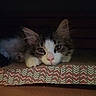 cat, kitten, pet, animal, cute, feline, whiskers, ears, paws, resting, indoor, box, patterned, cozy, sleepy, curious, closeup, soft, young, fur