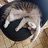 cat, fluffy, chair, stretching, paws, indoor, floor, tile_floor, home, pet, relaxed, cute, feline, whiskers, pink_nose, tabby, white_fur, black_chair, domestic_animal, resting
