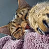 Sweet participe au concours pour gagner de l'argent avec cette photo : abyssinian, animal, blanket, cat, claw, electronics, hardware, hook, kangaroo, kitten, manx, person, pet, sleeping, snout, towel