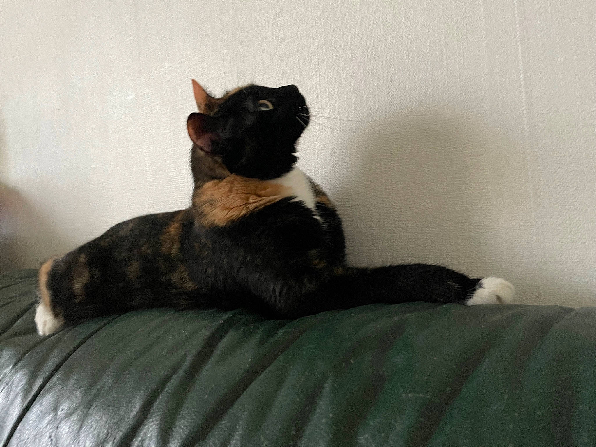 Pinup a rejoint le concours — aidez-le/la à gagner de superbes lots ! black_cat, canidae, carnivore, cat, comfort, companion_dog, dog_breed, domestic_short_haired_cat, fawn, felidae, fur, grey, paw, sitting, small_to_medium_sized_cats, snout, sporting_group, tail, terrestrial_animal, whiskers