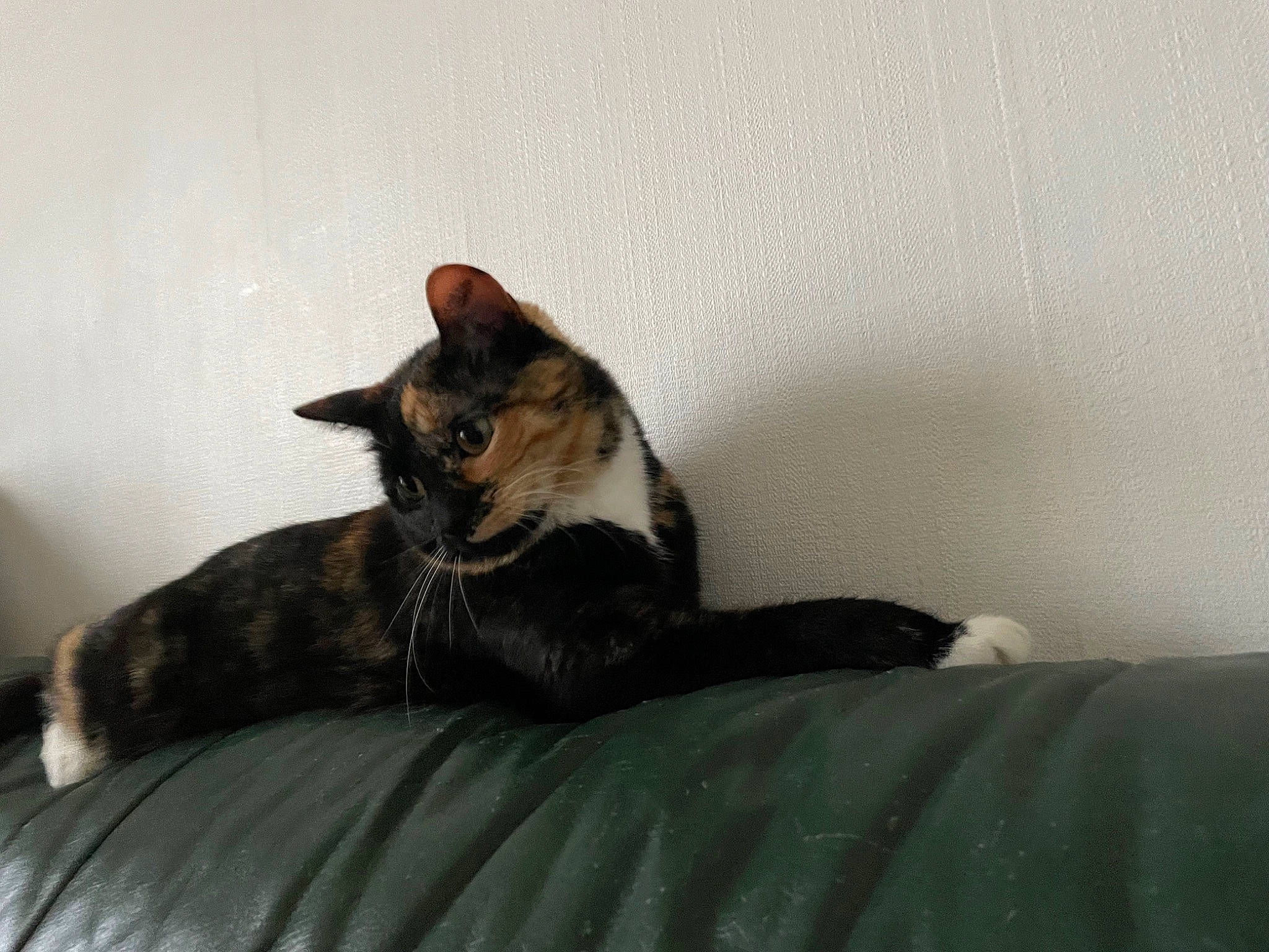 Pinup a rejoint le concours — aidez-le/la à gagner de superbes lots ! bed, carnivore, cat, comfort, domestic_short_haired_cat, felidae, fur, grey, linens, paw, room, sitting, small_to_medium_sized_cats, snout, tail, terrestrial_animal, whiskers, wood