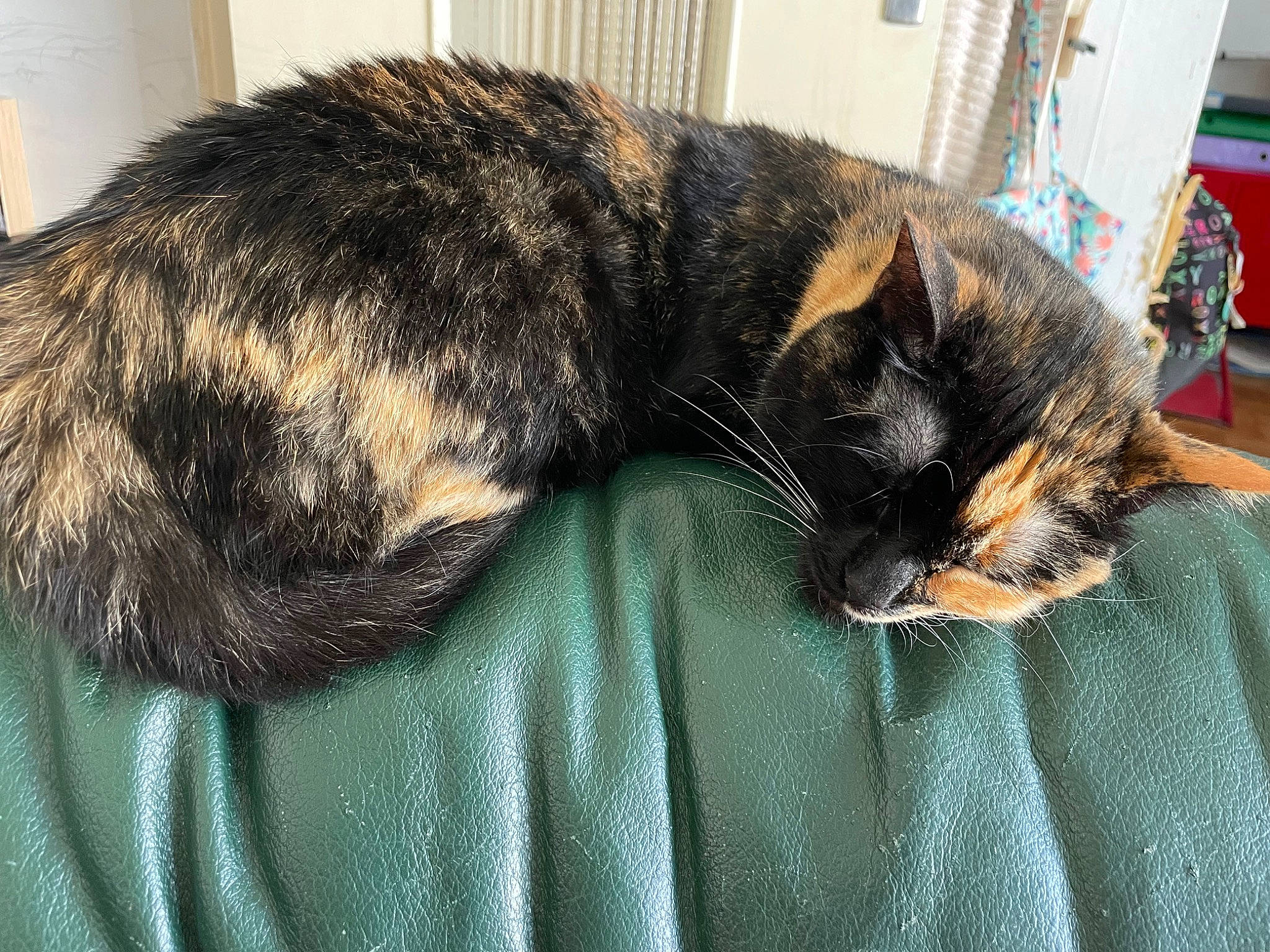 Pinup participe au concours pour gagner de l'argent avec cette photo : canidae, carnivore, cat, claw, comfort, dog_breed, domestic_short_haired_cat, felidae, fur, grass, linens, nap, paw, sleep, small_to_medium_sized_cats, snout, sporting_group, tail, terrestrial_animal, whiskers