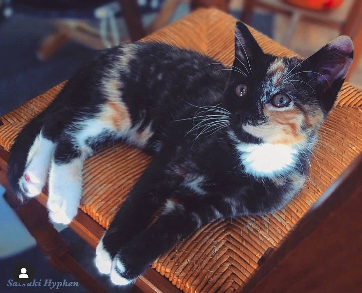 Pinup a rejoint le concours — aidez-le/la à gagner de superbes lots ! american_wirehair, asian, carnivore, cat, domestic_short_haired_cat, ear, european_shorthair, eye, felidae, fur, kitten, polydactyl_cat, sky, small_to_medium_sized_cats, square, tail, tree, whiskers