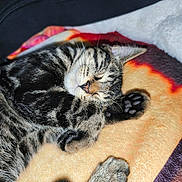 Perle participe au concours pour gagner de l'argent avec cette photo : cat, tabby, sleeping, nap, paw, fur, whiskers, blanket, cozy, resting, animal, pet, cute, feline, indoor, closeup, soft, relaxed, cute_animal, domestic_cat