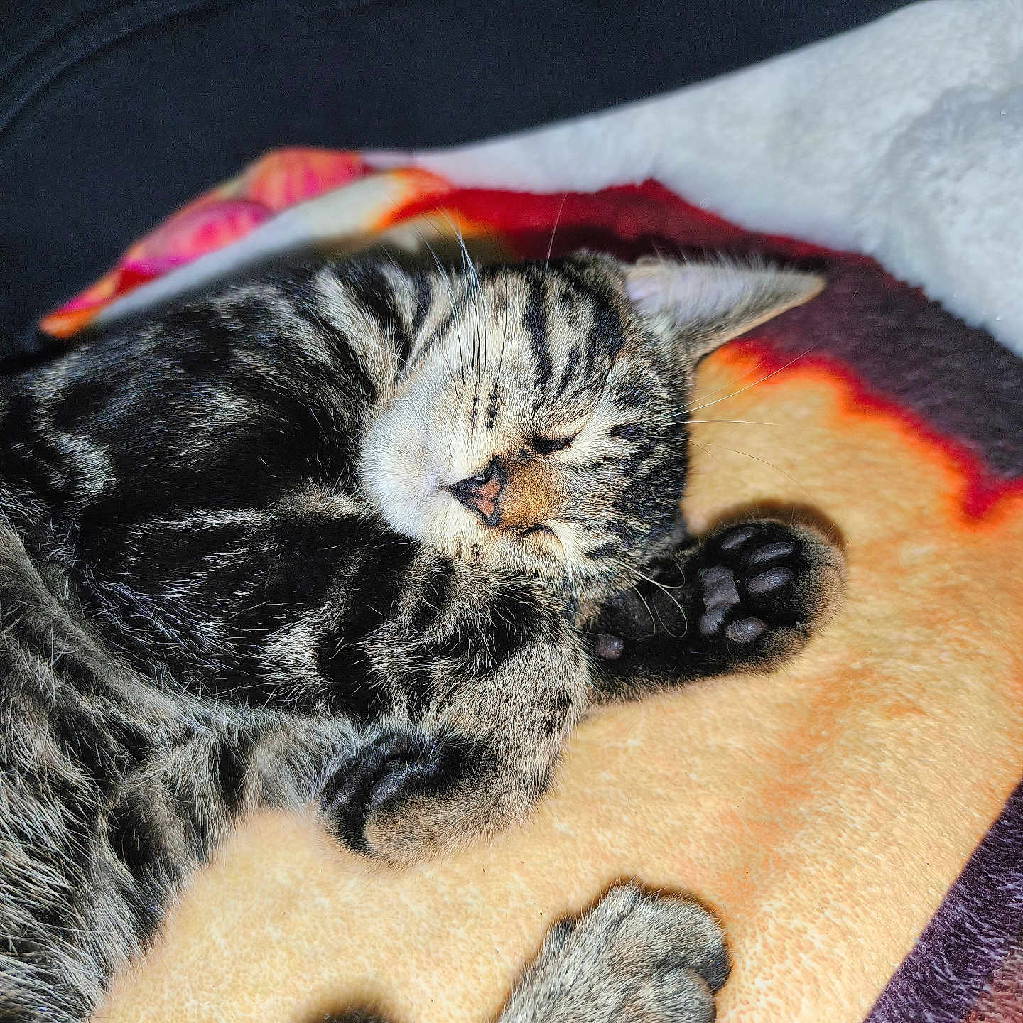 Perle participe au concours pour gagner de l'argent avec cette photo : animal, blanket, cat, closeup, cozy, cute, cute_animal, domestic_cat, feline, fur, indoor, nap, paw, pet, relaxed, resting, sleeping, soft, tabby, whiskers