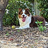 Alya a rejoint le concours — aidez-le/la à gagner de superbes lots ! dog, australian_shepherd, pet, animal, outdoor, garden, backyard, tree, flowers, greenery, foliage, mulch, tennis_ball, lying_down, fluffy, brown_and_white, tongue_out, happy, portrait, daylight