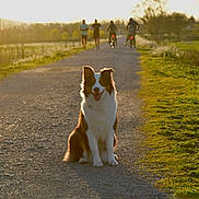 Alya participe au concours pour gagner de l'argent avec cette photo : dog, border_collie, pet, sitting, happy, outdoors, country_lane, road, countryside, golden_hour, sunlight, backlighting, rural, grass, trees, runners, cyclists, path, animal_portrait, black_and_white_fur