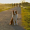 dog, border_collie, pet, sitting, happy, outdoors, country_lane, road, countryside, golden_hour, sunlight, backlighting, rural, grass, trees, runners, cyclists, path, animal_portrait, black_and_white_fur