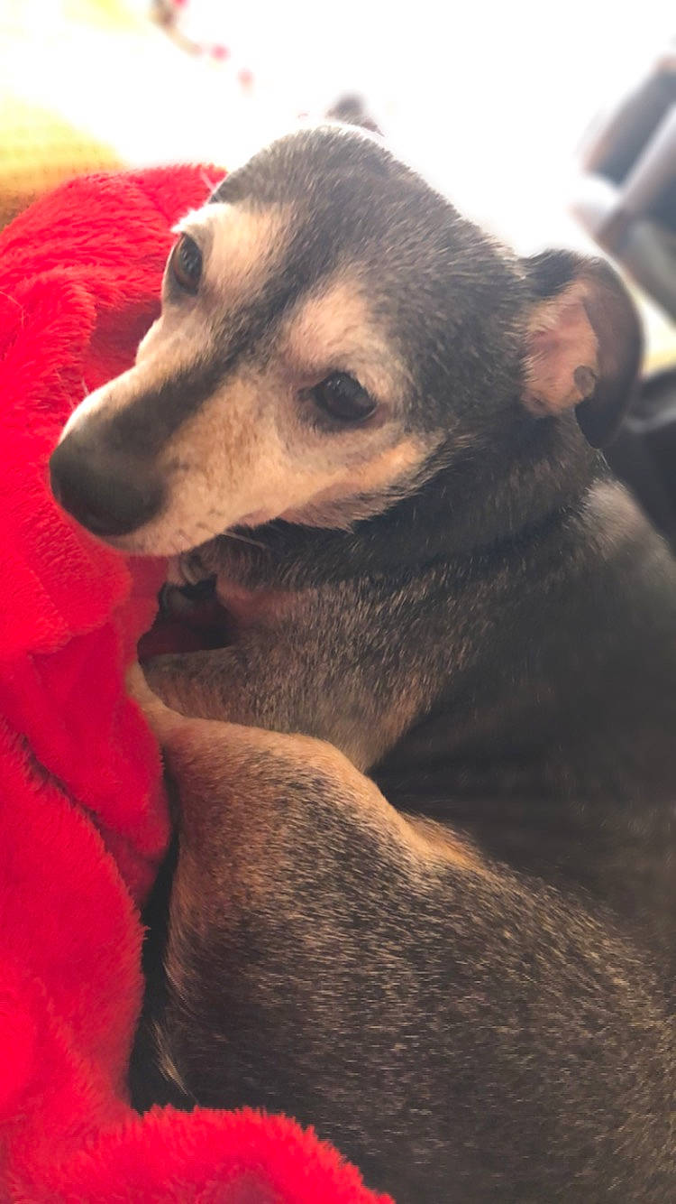 Princess joined the competition — help win amazing prizes! canidae, carnivore, companion_dog, dog, dog_breed, dog_supply, fawn, fur, mammal, pet_supply, skin, snout, sporting_group, tongue, vertebrate, whiskers, working_animal, working_dog