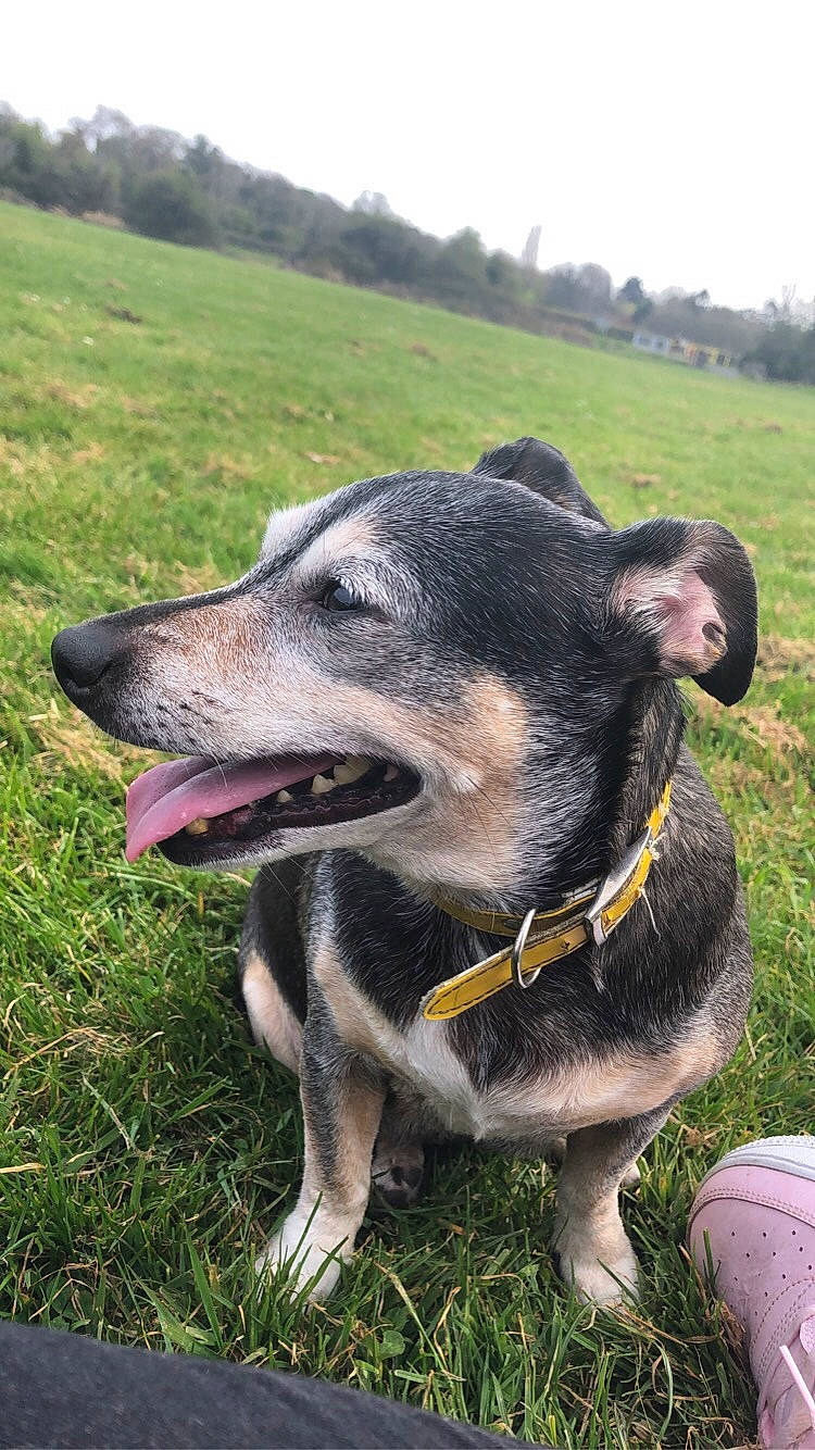 Princess joined the competition — help win amazing prizes! canidae, carnivore, collar, companion_dog, dog, dog_breed, dog_collar, grass, grass_family, grassland, hunting_dog, mammal, pasture, pet_supply, snout, sporting_group, tongue, vertebrate, whiskers, working_animal