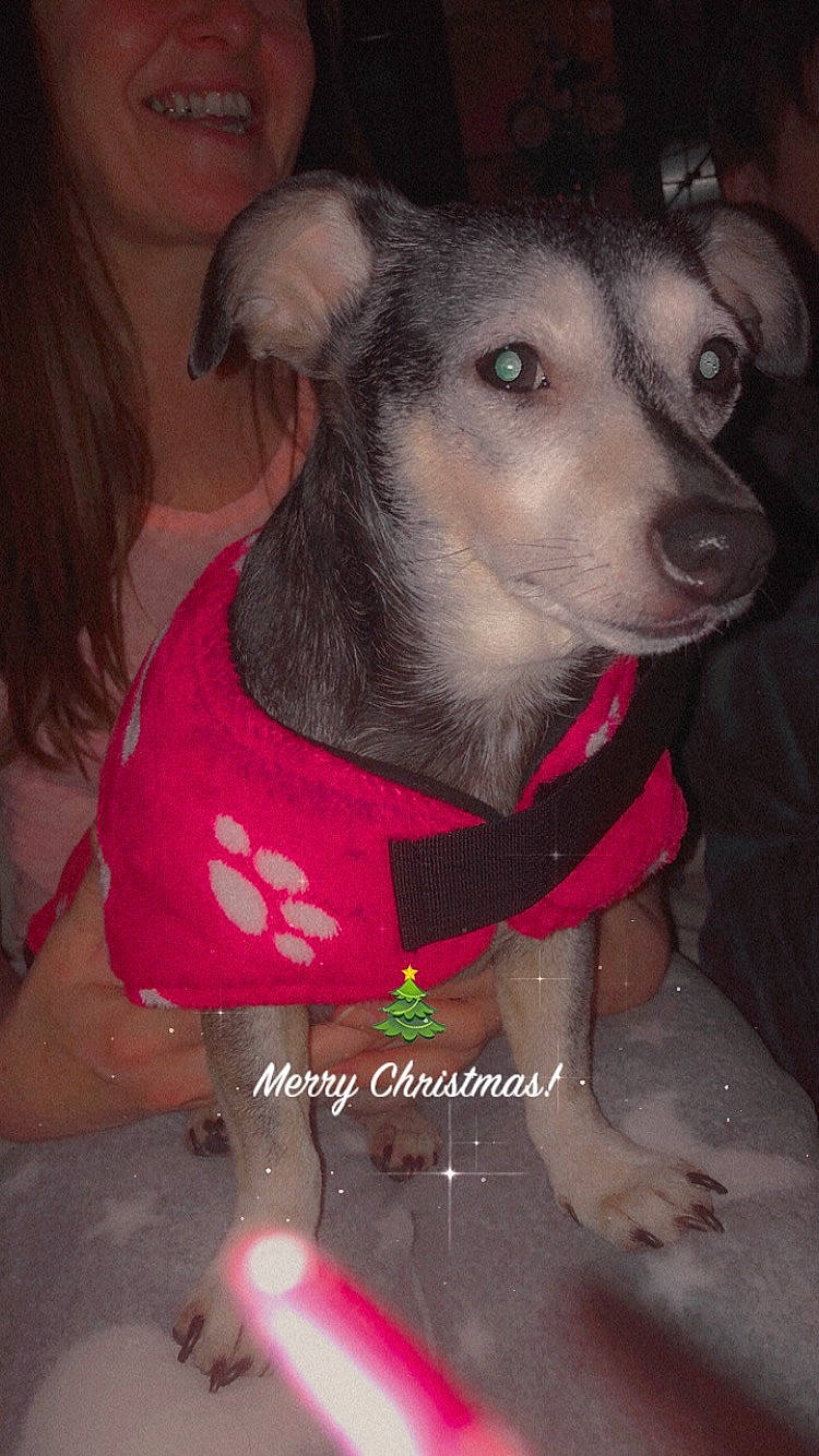 Princess is registered to the contest to win money with this photo: canidae, carnivore, collar, companion_dog, dog, dog_breed, dog_clothes, dog_supply, pet_supply, snout, sporting_group, tongue, vertebrate, whiskers, working_animal