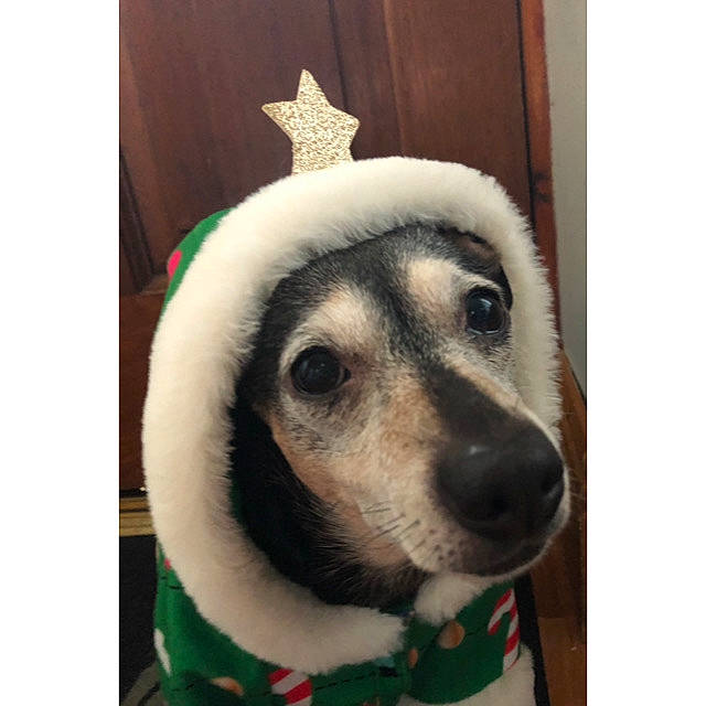 Princess is registered to the contest to win money with this photo: canidae, carnivore, christmas, collar, companion_dog, costume_accessory, costume_hat, dog, dog_breed, dog_supply, fur, snout, sporting_group, whiskers, working_animal