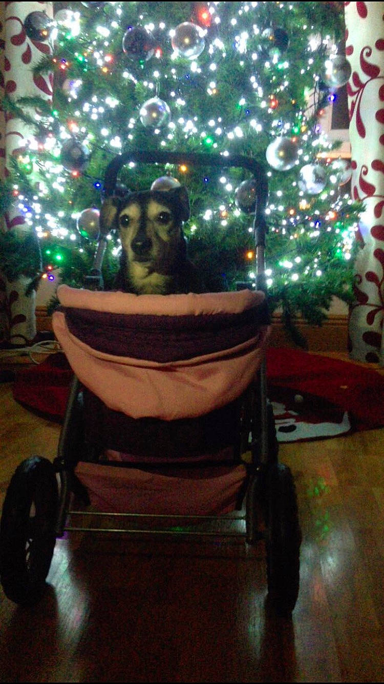 Princess joined the competition — help win amazing prizes! baby_products, beard, christmas, christmas_decoration, christmas_eve, christmas_lights, christmas_ornament, christmas_tree, conifer, facial_hair, fictional_character, fir, hardwood, holiday, holiday_ornament, interior_design, moustache, ornament, product, rolling