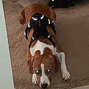Chipper is registered to the contest to win money with this photo: animal, brown, canine, carpet, cute, dog, domestic_animal, ears, floor, harness, indoor, laying_down, looking_up, paws, pet, reflective, resting, snout, tile_floor, white