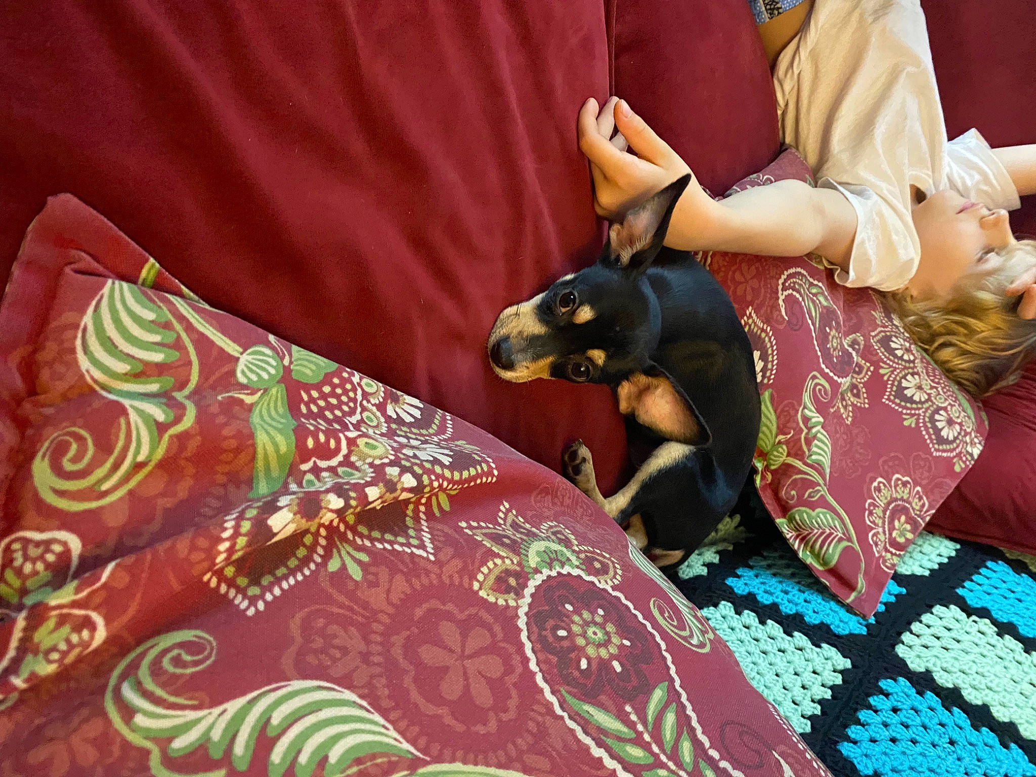 Luka is registered to the contest to win money with this photo: canidae, carnivore, comfort, companion_dog, dog, dog_breed, fashion_accessory, fawn, flooring, human_leg, linens, magenta, motif, pattern, pink, purple, room, sleeve, textile, tradition